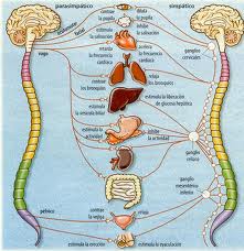 nerviosimpaticos